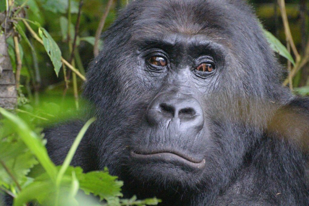 gorillas portrait sure voyager travel