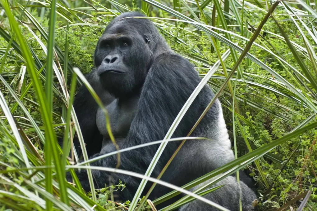 gorillas tour sure voyager travel content pick 001