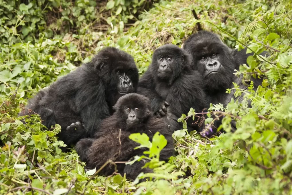 gorillas tour sure voyager travel content pick 002