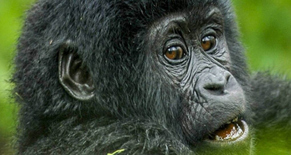 gorillas tour sure voyager travel hero pick 001